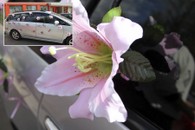 Бледно-розовая лилия на присоске (цена за 1шт) арт. 128-008
