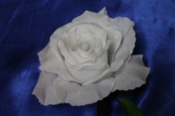 Роза белая на присоске арт. 128-021