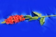Ветка цветы красные арт. 138-127