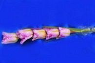 Ветка тюльпаны сиреневые арт.138-137