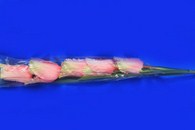 Ветка тюльпаны розовые арт. 138-138