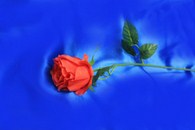 Роза красная на стебле арт.138-141