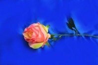 Роза розовая на стебле арт.138-142